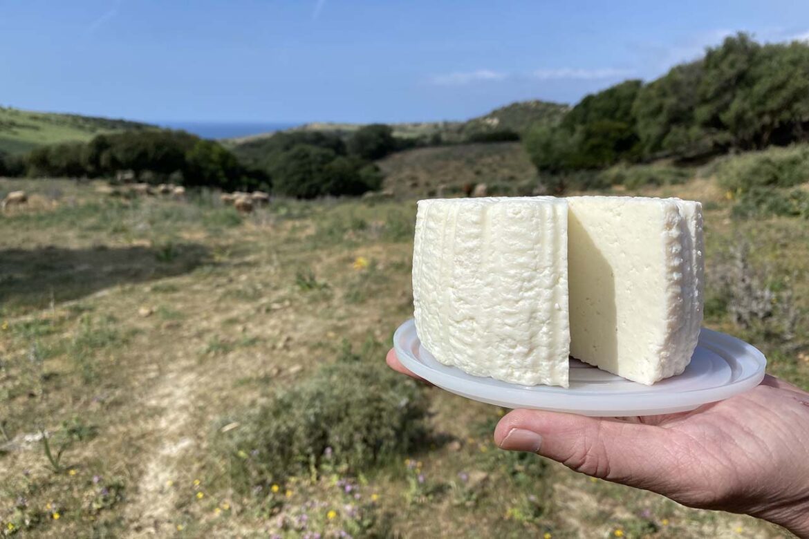 PALMARILLO