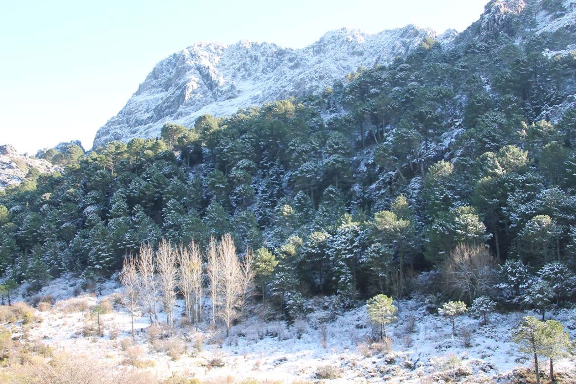 Helada en la Sierra de Cádiz
